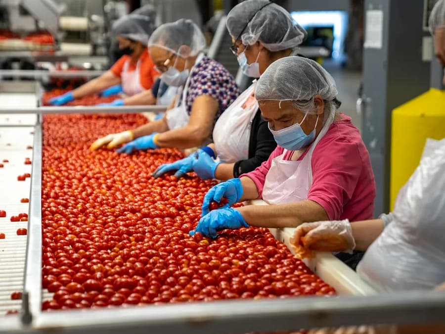 Workers in aprons and gloves grading tomatoes along a production line.