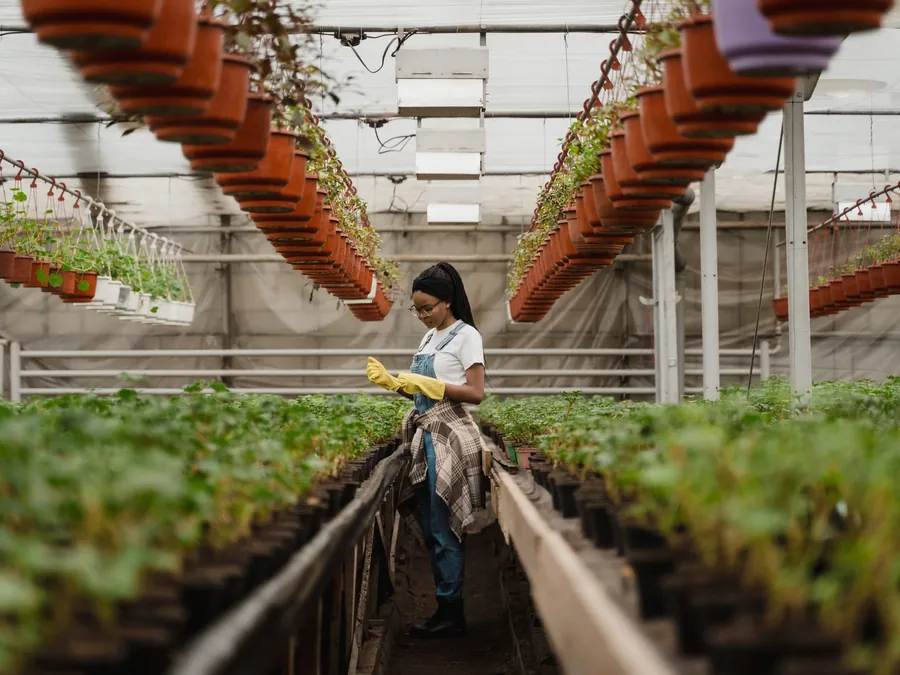 A woman working along a planted bed inside a long glasshouse.