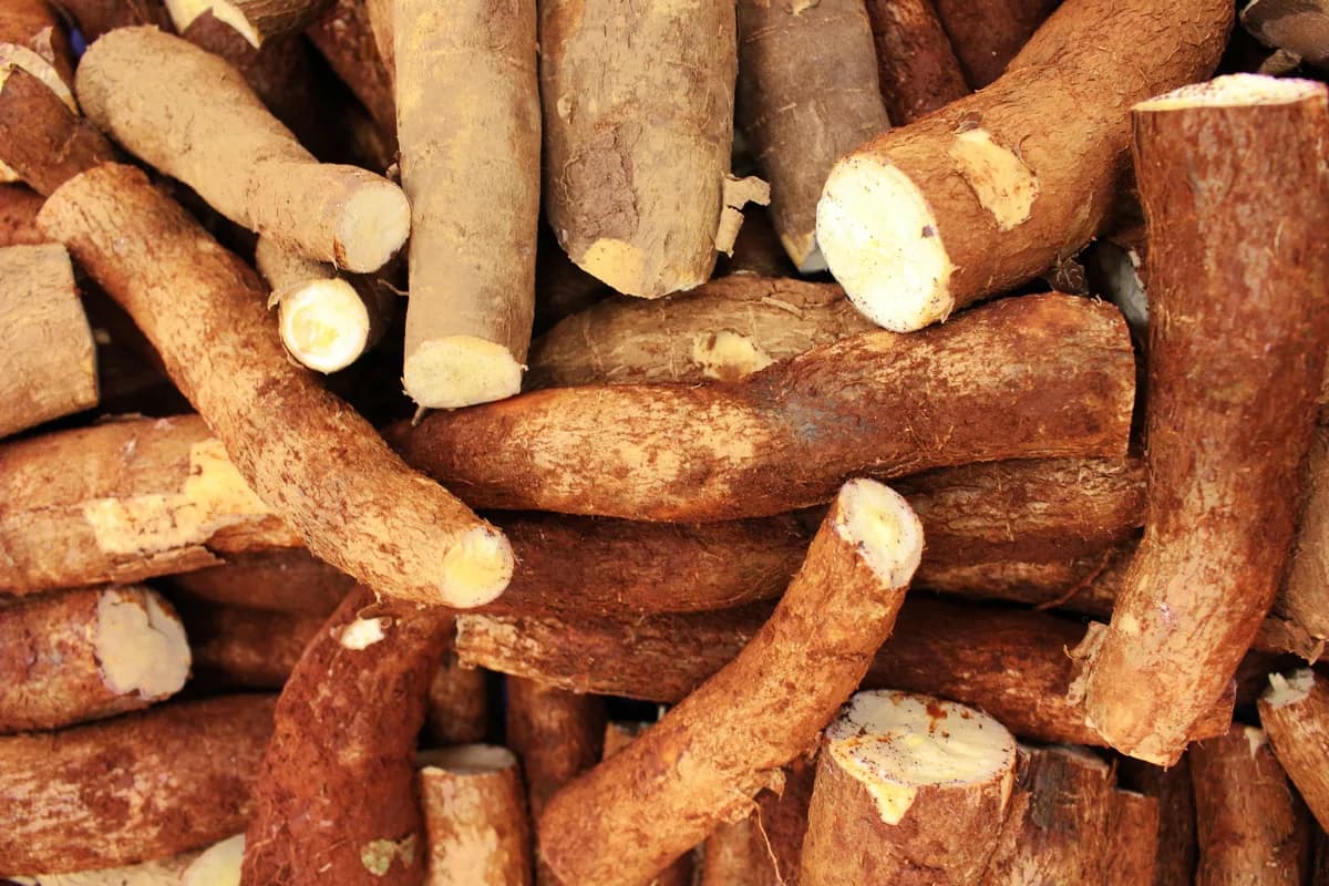 Freshly harvested cassava roots in a sack.