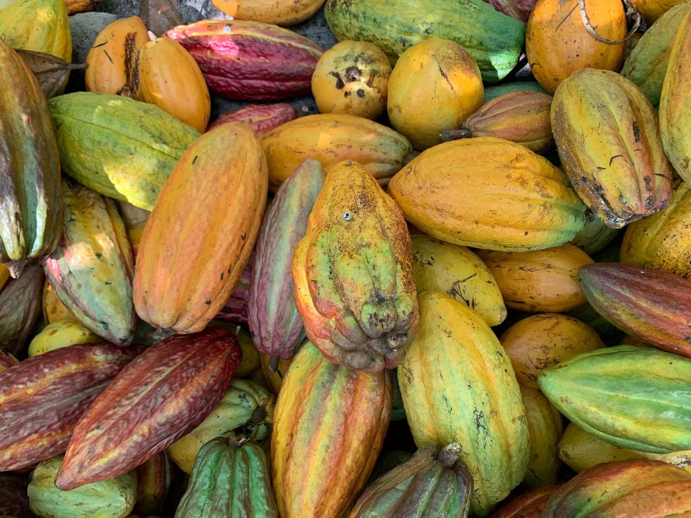 A heap of ripe cocoa pods in yellow, red and green.
