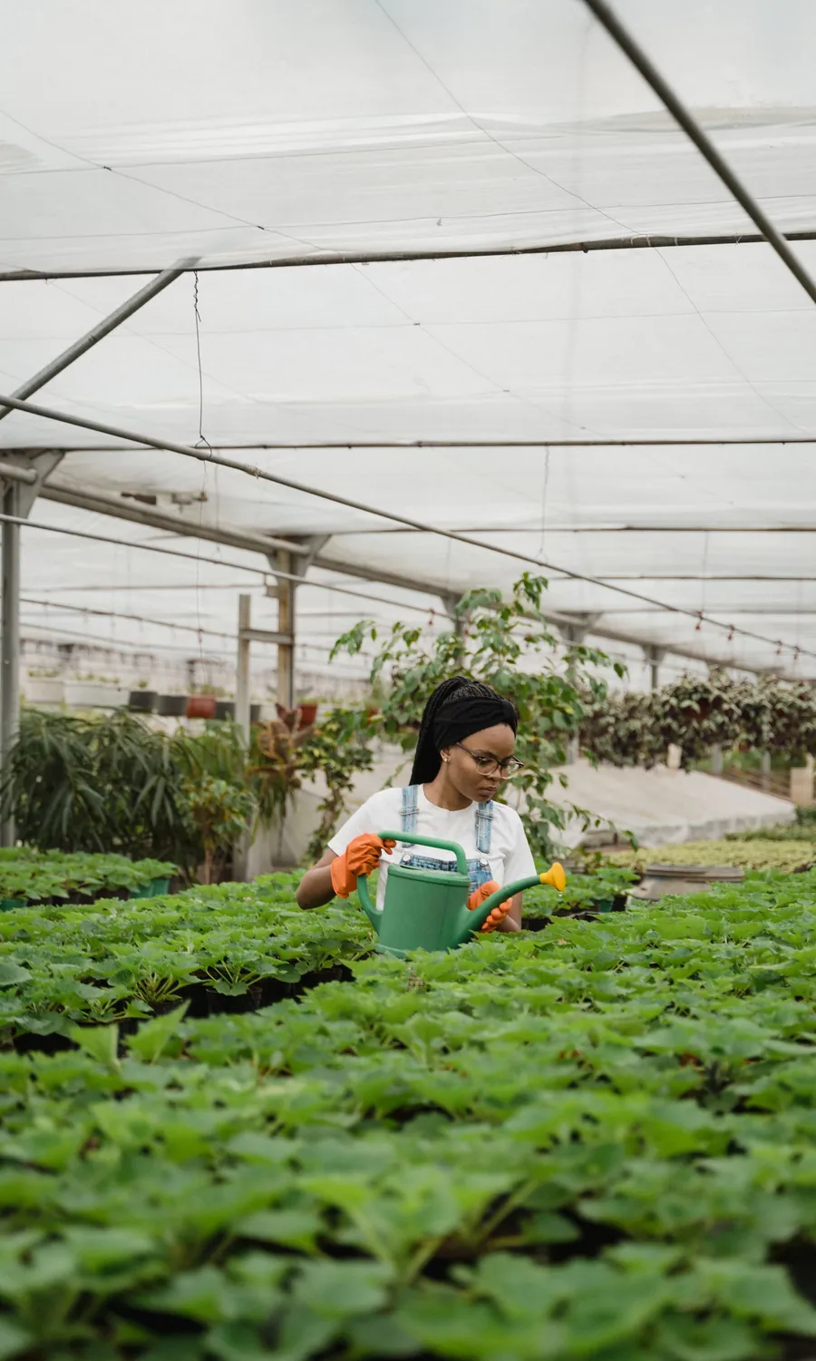 A woman in work gloves watering trays of young plants inside a large commercial glasshouse.