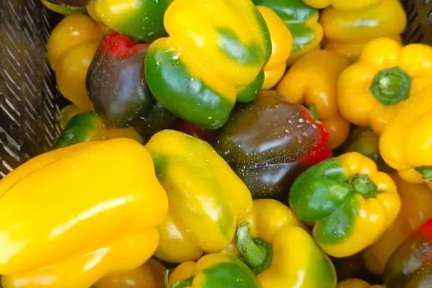 A crate full of freshly picked yellow and green bell peppers.