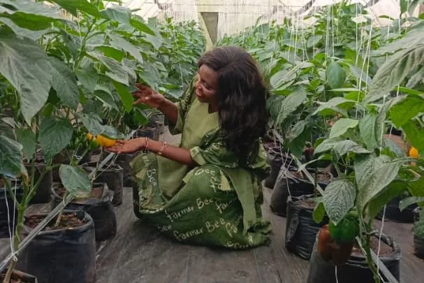 A member crouching between rows of pepper plants in a greenhouse, reaching out to the plants.