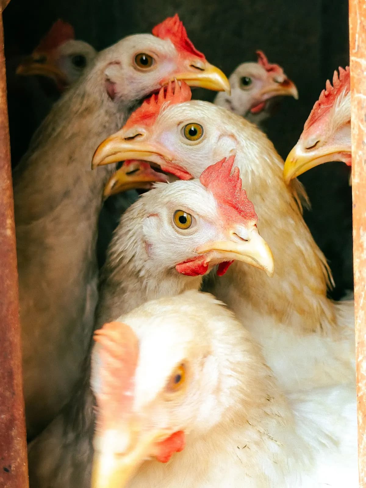 Hens in a poultry house.